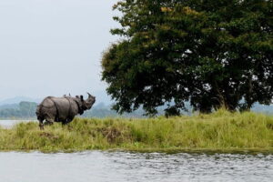 Top 5 Most Famous Travel Places in Assam